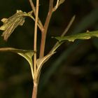 (6) Die Puppe des Aurorafalters (Anthochares cardamines)