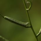 (6) Die Raupe des Aurorafalters (Anthocharis cardamines) ...