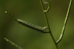 (6) Die Raupe des Aurorafalters (Anthocharis cardamines) ...