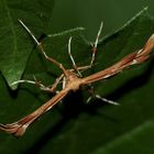 (6) Die Rosen-Federmotte (Cnaemidophorus rhododactyla)