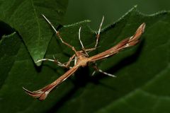 (6) Die Rosen-Federmotte (Cnaemidophorus rhododactyla)