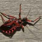 (6) Die Rote Mordwanze (Rhynocoris iracundus) ...