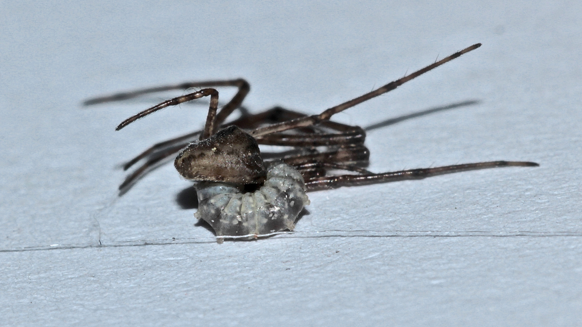 (6) Die Schlupfwespenlarve auf der Berg-Streckerspinne ...