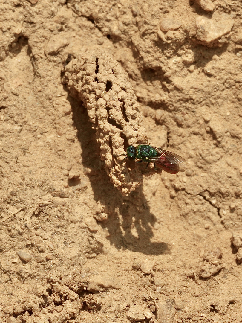 (6) Die seltene SCHORNSTEINWESPE ODYNERUS SPINIPES