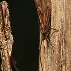 (6) Die Wasserinsekten mit Ausnahme der Libellen ...