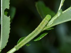 (6) Die Zackeneule, Zimteule oder "Krebssuppe" (Scoliopteryx libatrix) ...