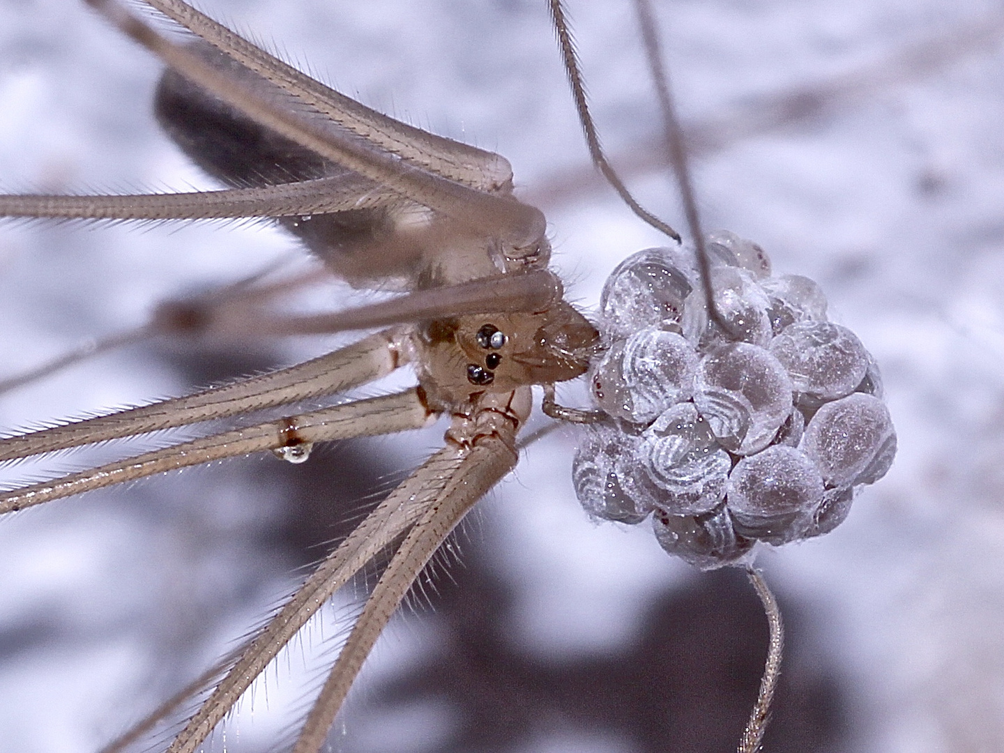 (6) Die Zitterspinne (Pholcus phalangioides) mit ihrem Kokon