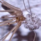 (6) Die Zitterspinne (Pholcus phalangioides) mit ihrem Kokon