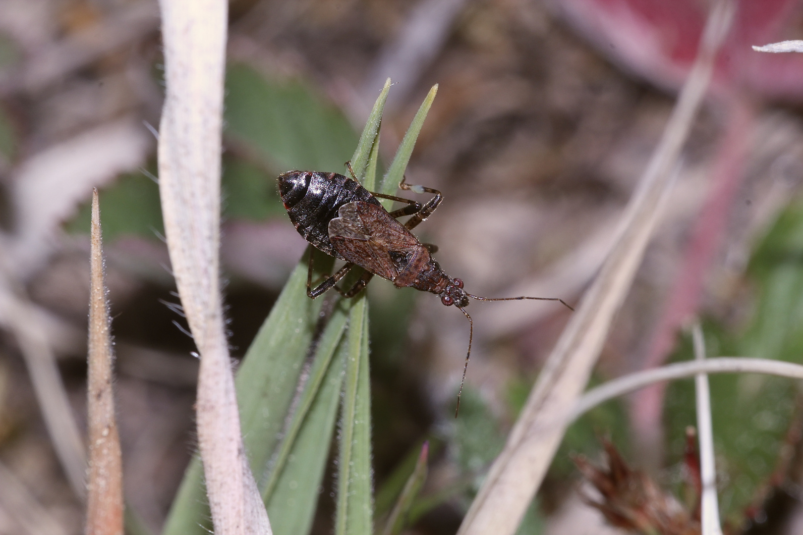 (6) Die zu den Sichelwanzen (Fam. Nabidae) gehörende ...