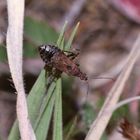 (6) Die zu den Sichelwanzen (Fam. Nabidae) gehörende ...