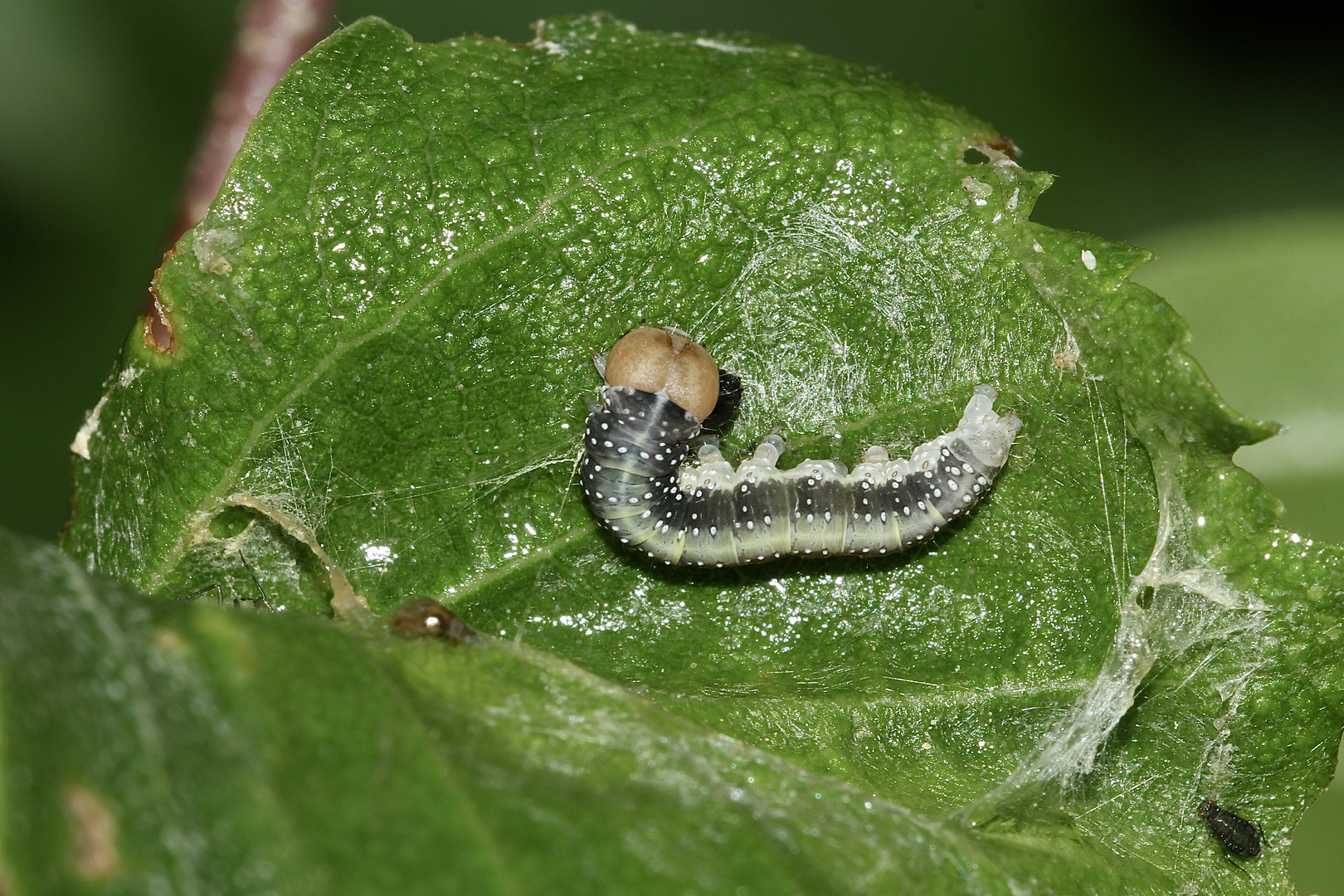 (6) Drei Raupenstadien des Gelbhorn-Eulenspinners (Achlya flavicornis)