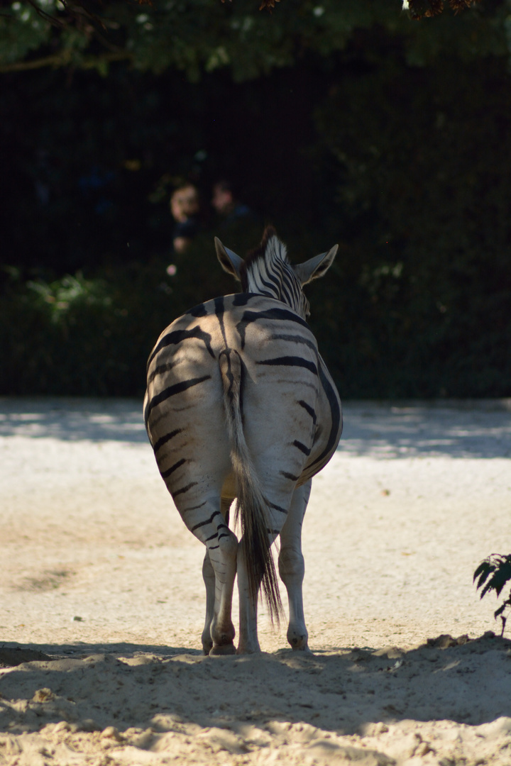 6 Duisburg Zoo 2016