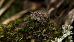 (6) Egal, wo es sich aufhält - das Weibchen der V-Fleck-Springspinne ...