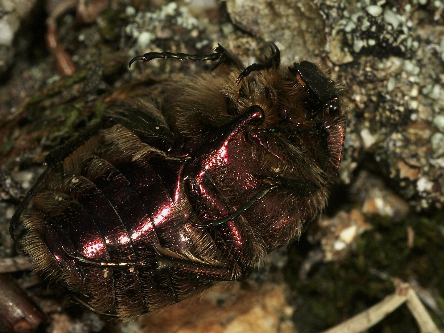 (6) Ein Männchen des Gold-Rosenkäfers (Cetonia aurata)