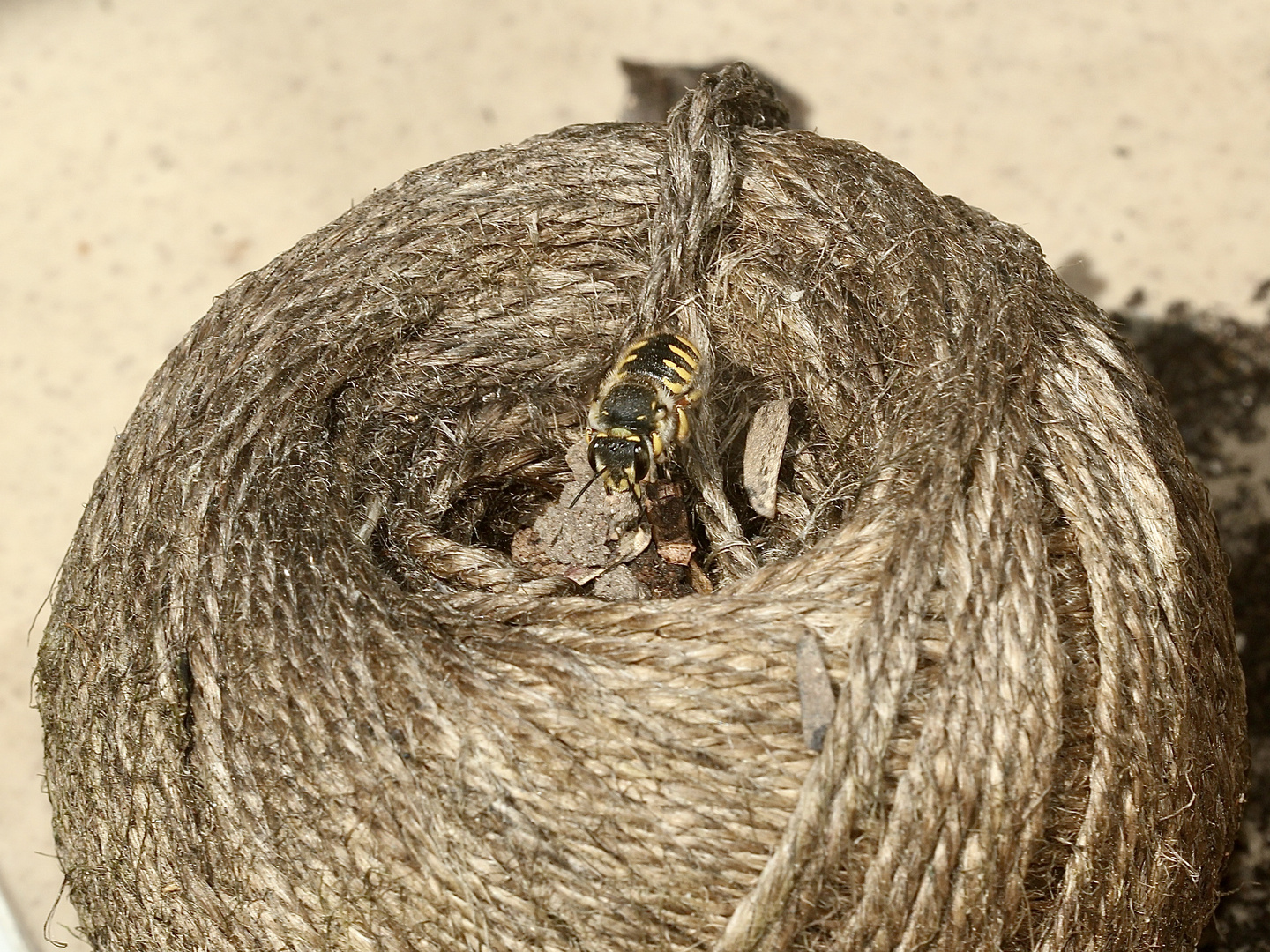 (6) Ein Nest der Großen Wollbiene (Anthidium manicatum)