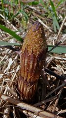 (6) Ein noch ganz frühes Stadium des Rioesenschachtelhalms (Equisetum telmateia)