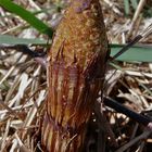 (6) Ein noch ganz frühes Stadium des Rioesenschachtelhalms (Equisetum telmateia)