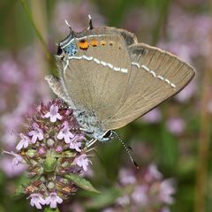 (6) Ein Pärchen des Kreuzdorn-Zipfelfalters (Satyrium = Thekla) spini 