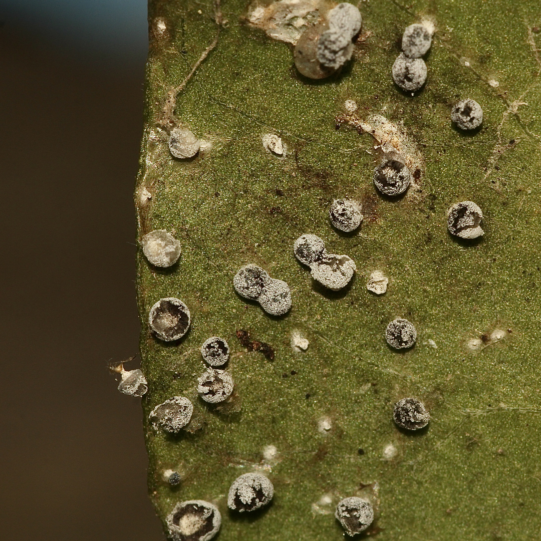 (6) Ein Schleim"pilz" auf alten und frischen Efeublättern: DIDYMIUM SQUAMULOSUM