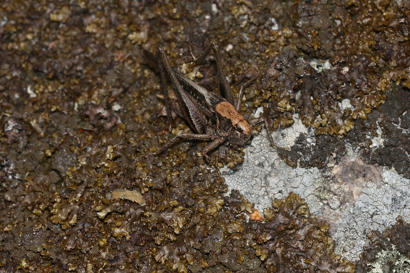 (6) Ein schöner Flechtenfelsen