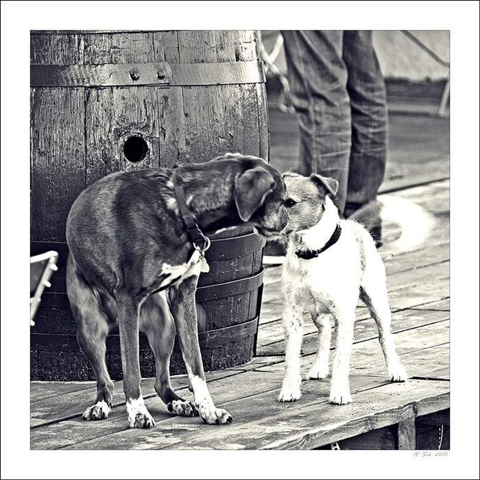 6 Eine kleine Hundegeschichte