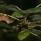 (6) Eine Raupe des Kamelzahnspinners (Ptilodon capucina) ...