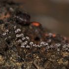 (6) Eine "Totholz"-Kleinlandschaft mit mindestens zwei Schleimpilz-Arten