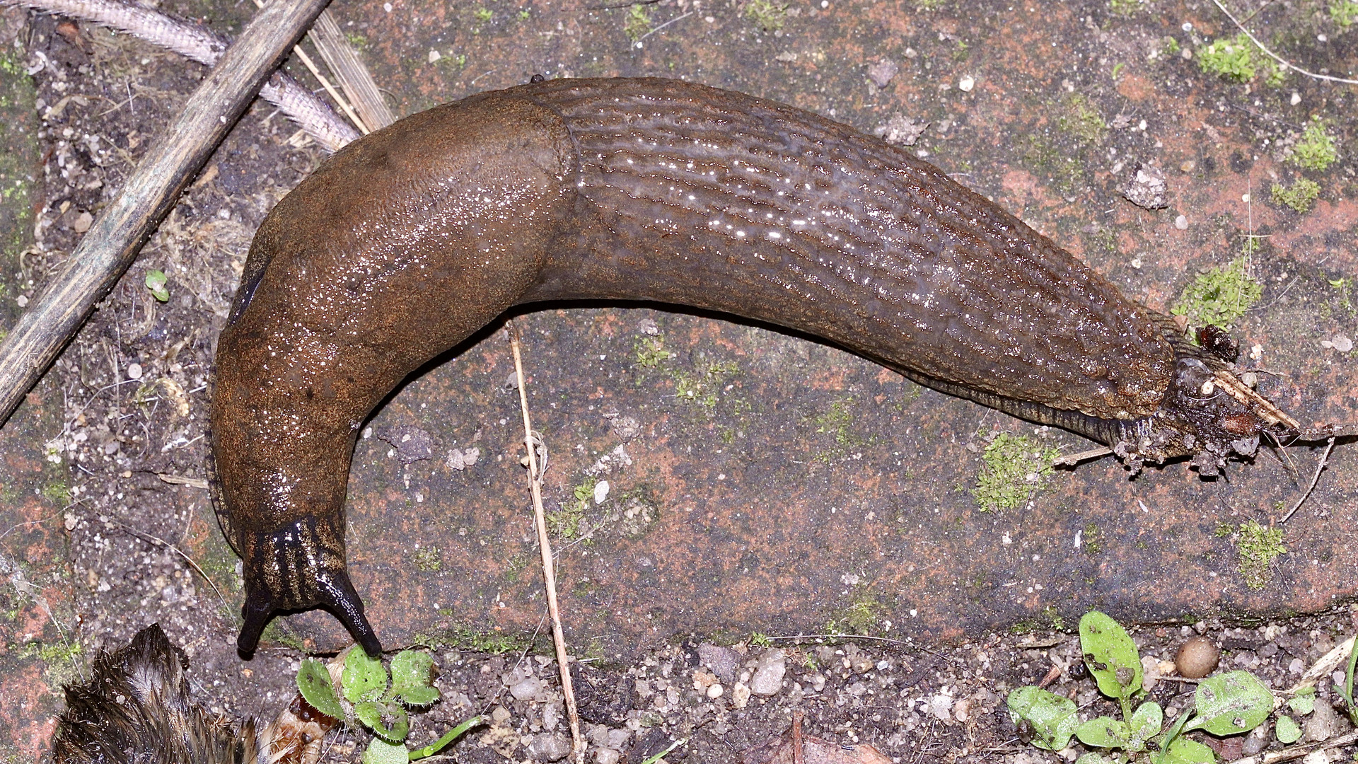 (6) Eine WEGSCHNECKE (Arion sp.)