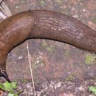 (6) Eine WEGSCHNECKE (Arion sp.)