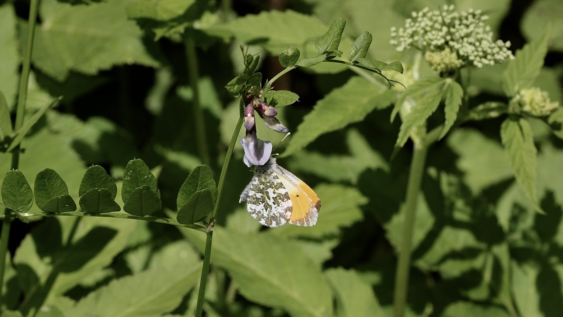 (6) Einiges vom Aurorafalter (Anthocharis cardamines), erlebt an einem einzigen Tag!