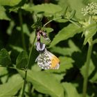 (6) Einiges vom Aurorafalter (Anthocharis cardamines), erlebt an einem einzigen Tag!