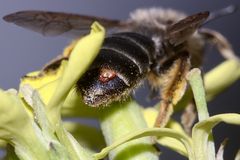 (6) FÄCHERFLÜGLER (Ordnung STREPSIPTERA)