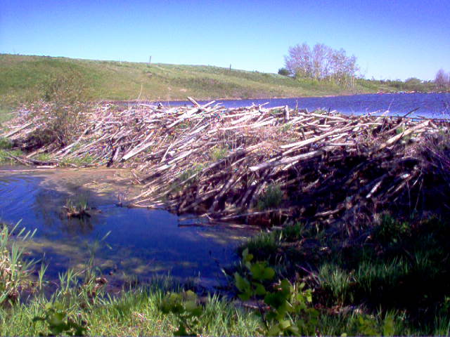 6 foot beaver dam