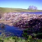 6 foot beaver dam