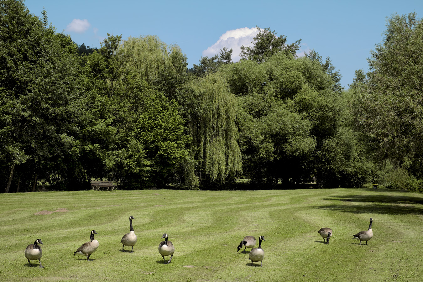 6 freigestellte und 2 beinahe freigestellte (nixNil) Kanadagänse im Park