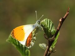 (6) Frühlingsfarben: Ein Aurorafalter-Männchen (Anthochares cardamines) vor dem Jungfernflug!