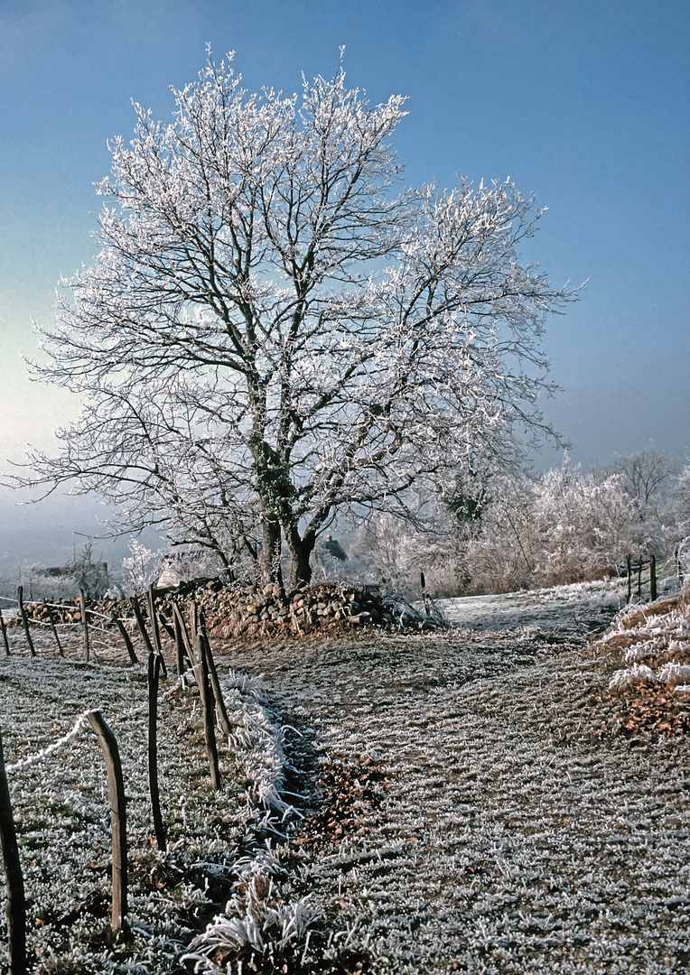 6 givre