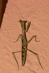 (6) Gottesanbeterinnen aus dem Krüger-Nationalpark (KNP) in Südafrika