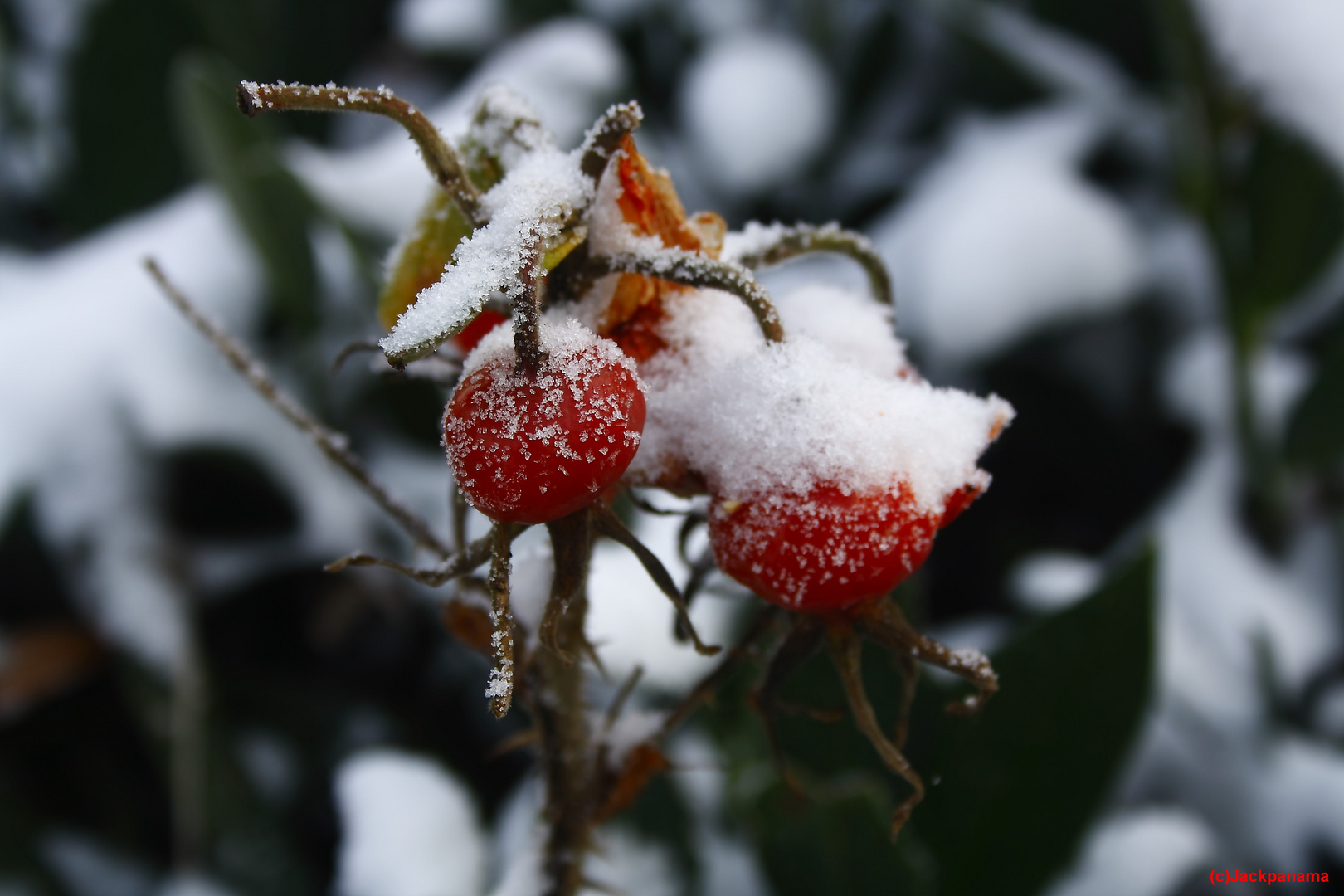 - 6 Grad an der Wassermühle Benninghoff in Gahlen - Frost auf einer Hagebutte