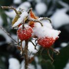 - 6 Grad an der Wassermühle Benninghoff in Gahlen - Frost auf einer Hagebutte