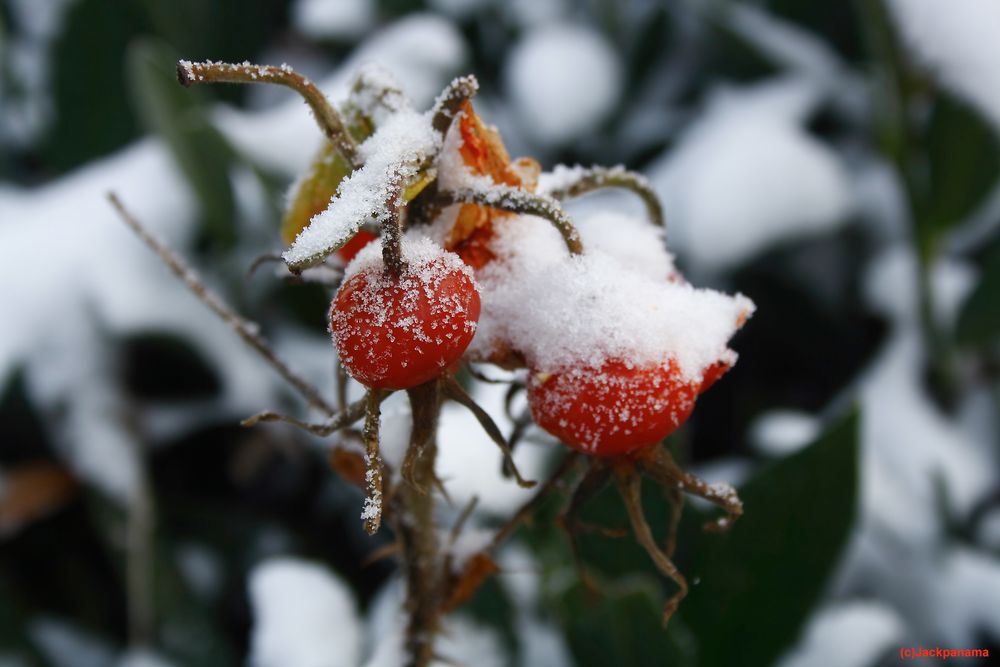 - 6 Grad an der Wassermühle Benninghoff in Gahlen - Frost auf einer Hagebutte