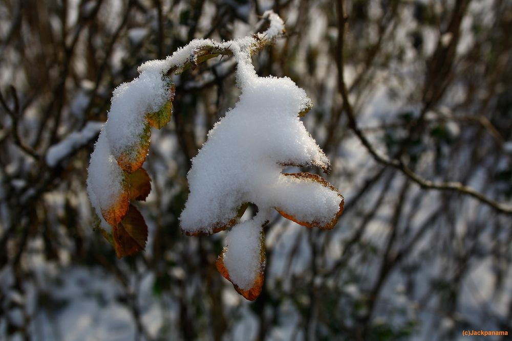 - 6 Grad an der Wassermühle Benninghoff in Gahlen - Frost auf einer Hagebutte