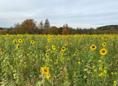 (6) Herbst in der Oberpfalz - schwarzweiß und bunt ...