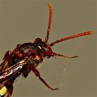 (6) Heute an der Fensterscheibe: Nomada ( goodeniana?)