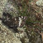 (6) Hilltopping, Tarnung und Eiablage des WEISSEN WALDPORTIERs (BRINTESIA CIRCE)