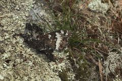 (6) Hilltopping, Tarnung und Eiablage des WEISSEN WALDPORTIERs (BRINTESIA CIRCE)