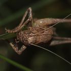 (6) Imaginalhäutung der Gemeinen Strauchschrecke (Pholidoptera griseoaptera)