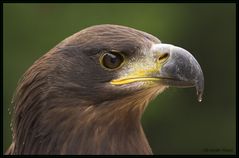 #6 juv. Weißkopfseeadler