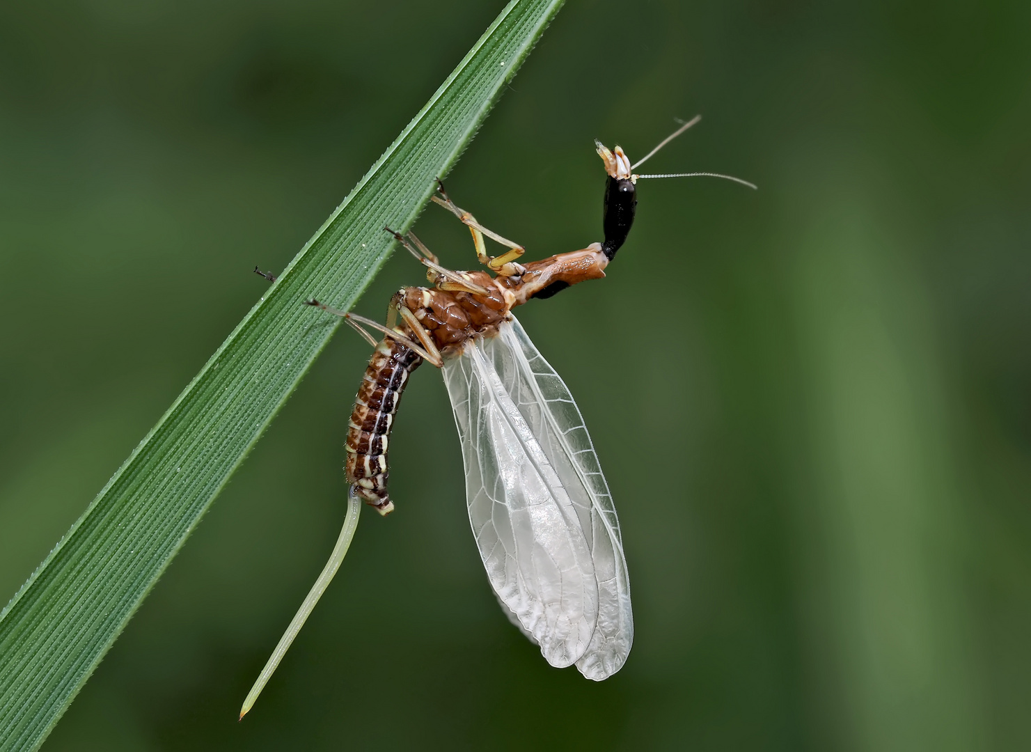 6. Kamelhalsfliege (Raphidia sp.): Metamorphose! Aufnahme 40 Minuten nach dem 1. Foto. 