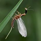 6. Kamelhalsfliege (Raphidia sp.): Metamorphose! Aufnahme 40 Minuten nach dem 1. Foto. 